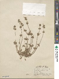 Lamium amplexicaule image