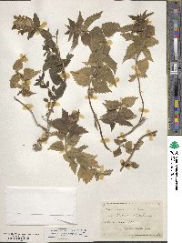 Lamium album image