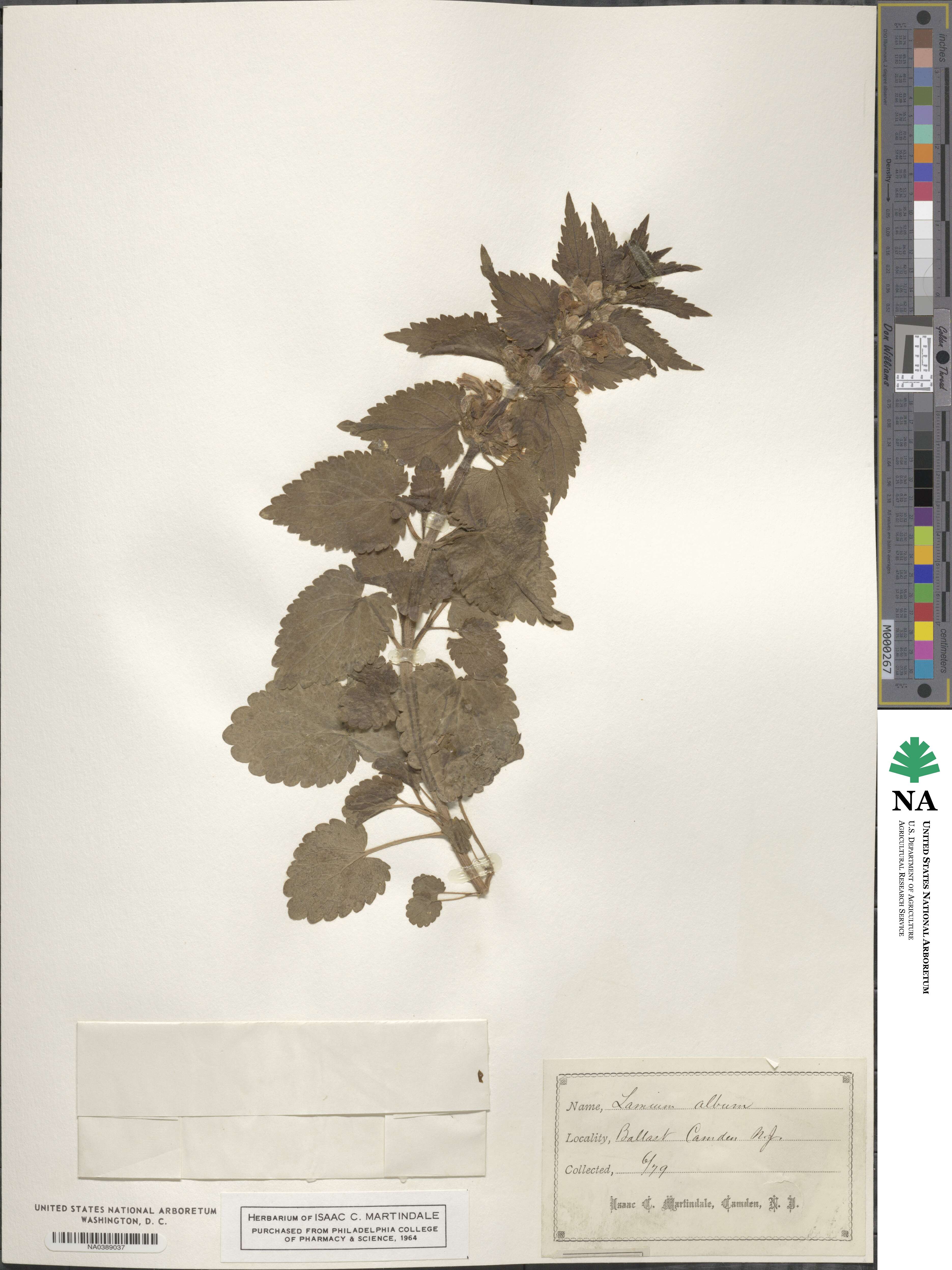 Lamium image