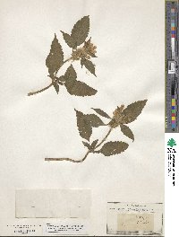 Galeopsis tetrahit image