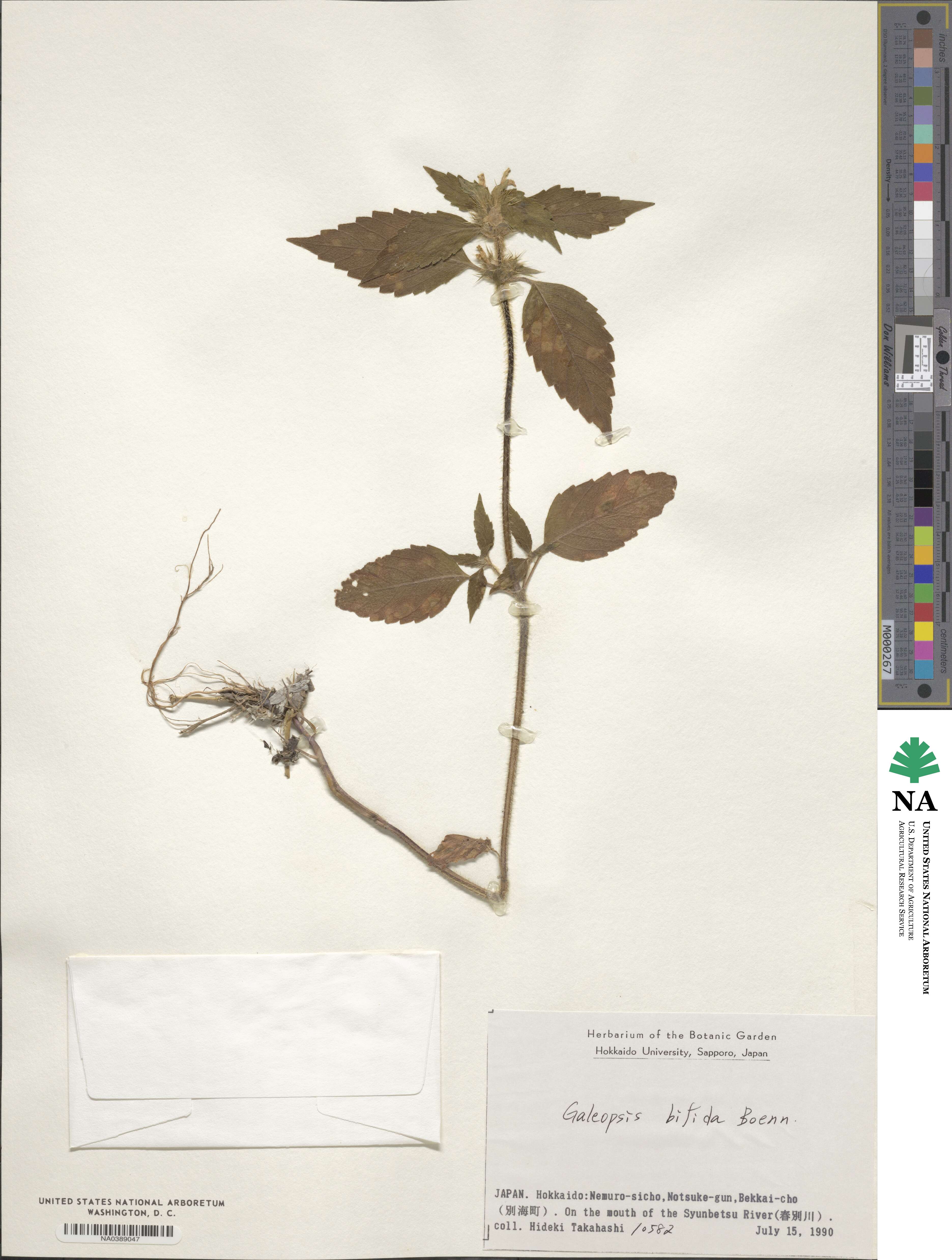 Galeopsis bifida image