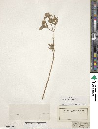 Galeopsis segetum image