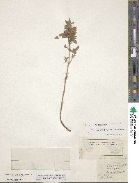 Galeopsis segetum image