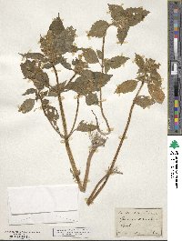 Galeopsis versicolor image