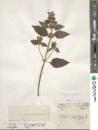 Galeopsis tetrahit image