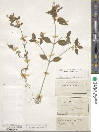 Galeopsis pubescens image