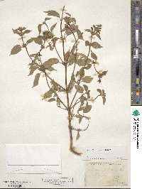 Galeopsis pubescens image