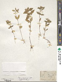 Galeopsis ladanum subsp. ladanum image