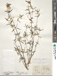 Galeopsis ladanum var. angustifolia image