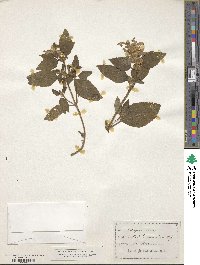 Galeopsis versicolor image