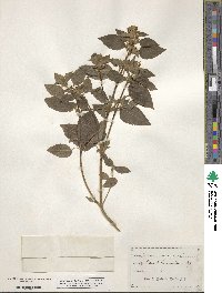 Galeopsis tetrahit image