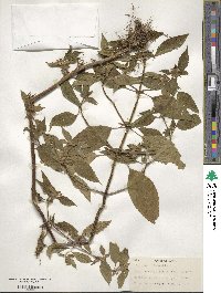 Galeopsis tetrahit image