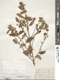 Galeopsis tetrahit image