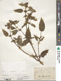 Galeopsis tetrahit image