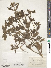 Galeopsis tetrahit image