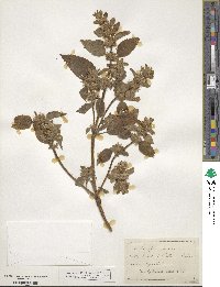 Galeopsis tetrahit image