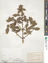 Galeopsis tetrahit image