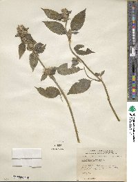 Galeopsis tetrahit image