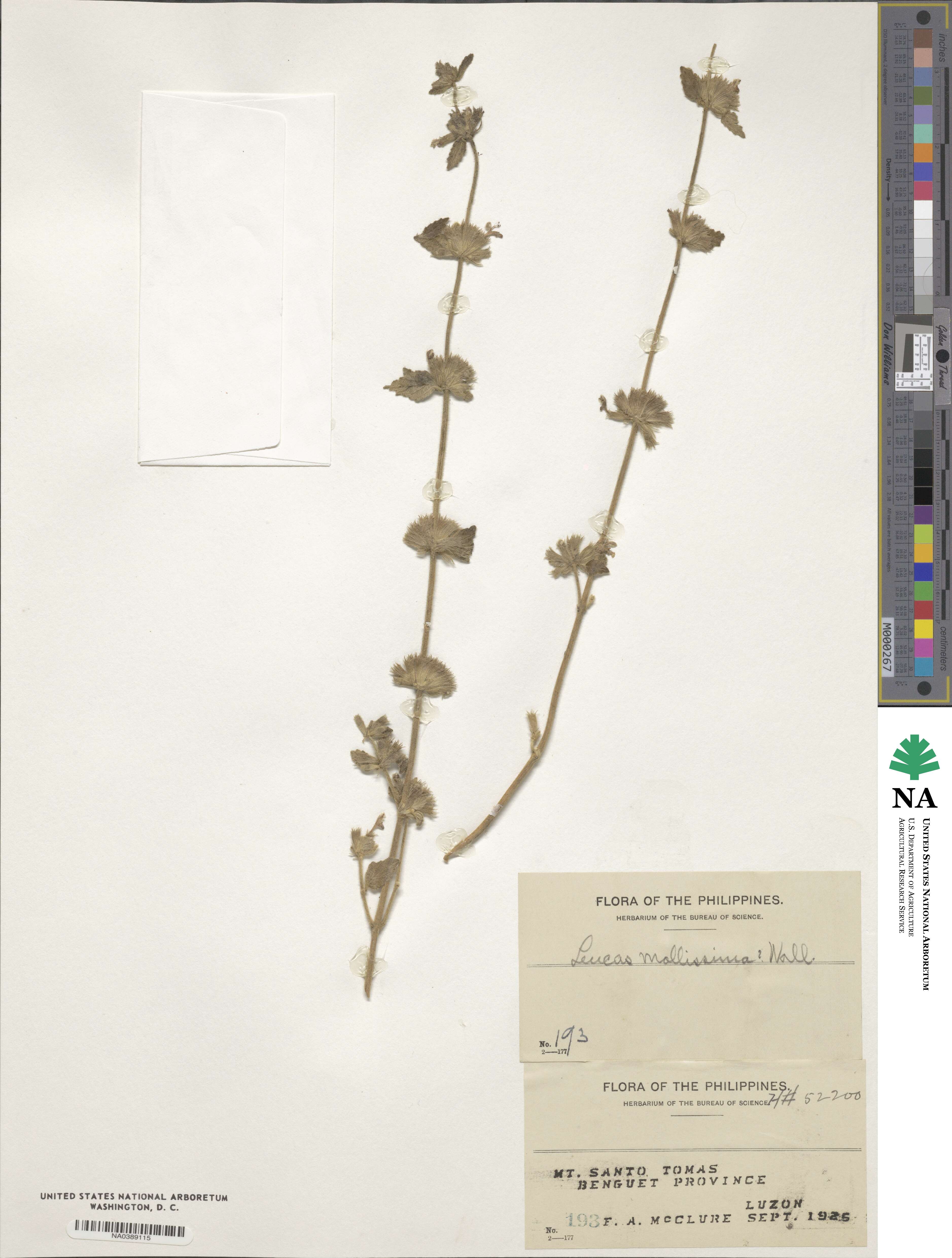 Leucas decemdentata image