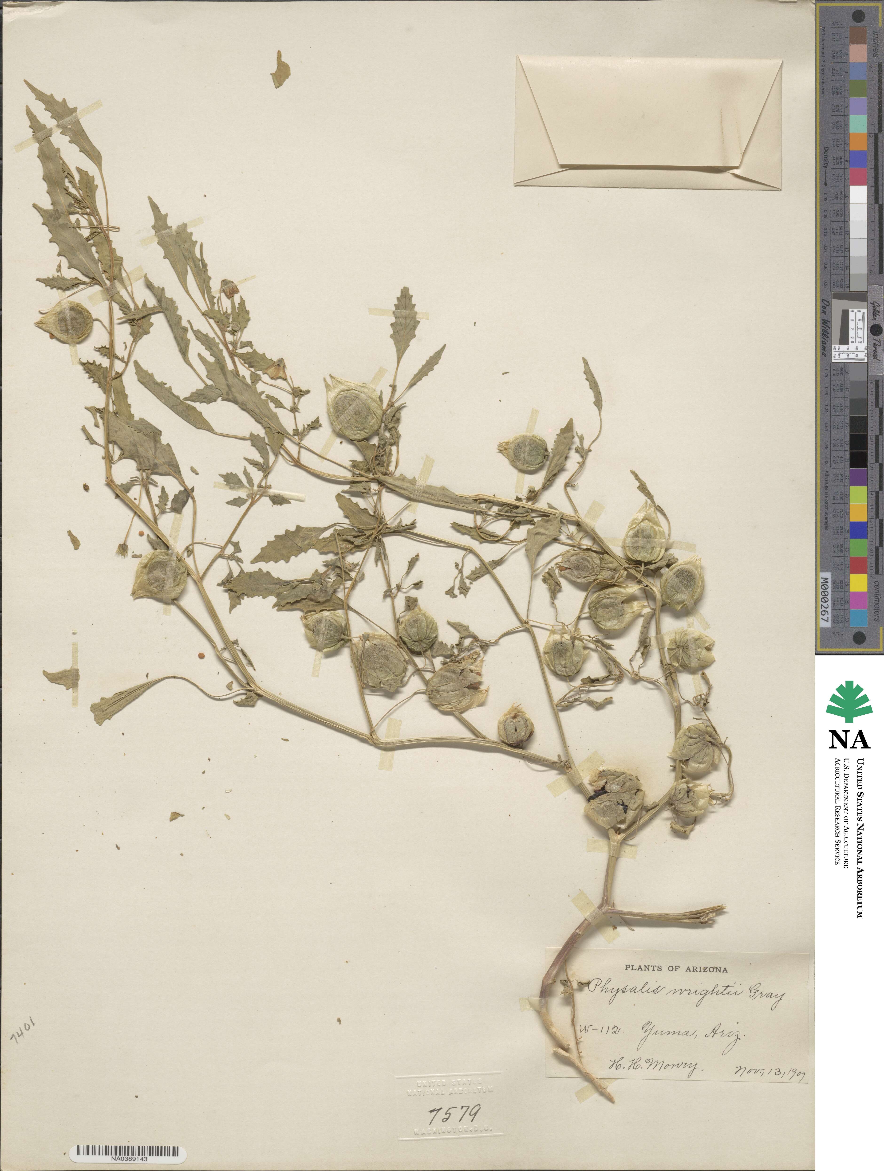 Physalis acutifolia image
