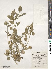 Physalis longifolia image