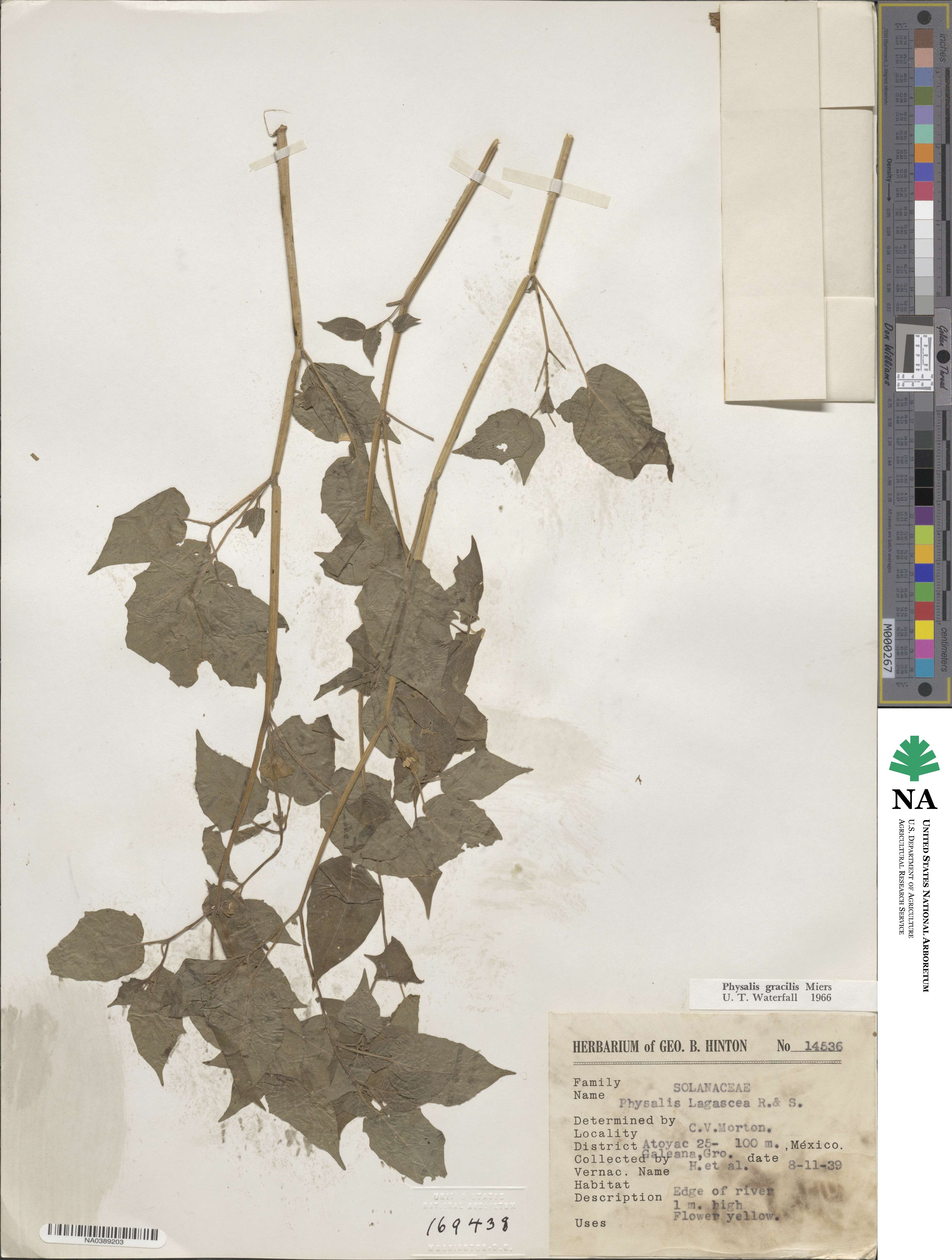 Physalis gracilis image