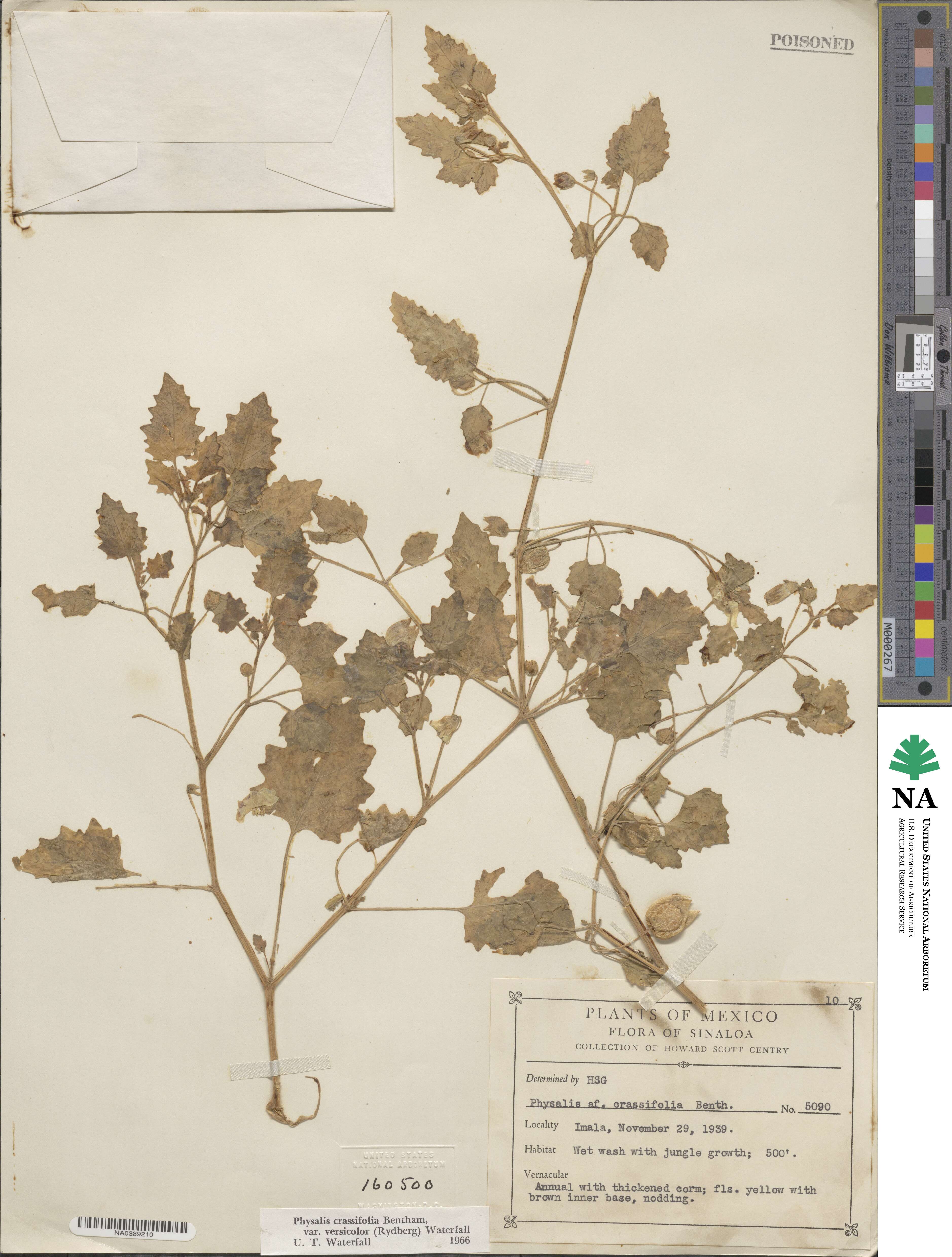 Physalis crassifolia var. versicolor image