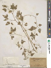 Physalis crassifolia var. versicolor image