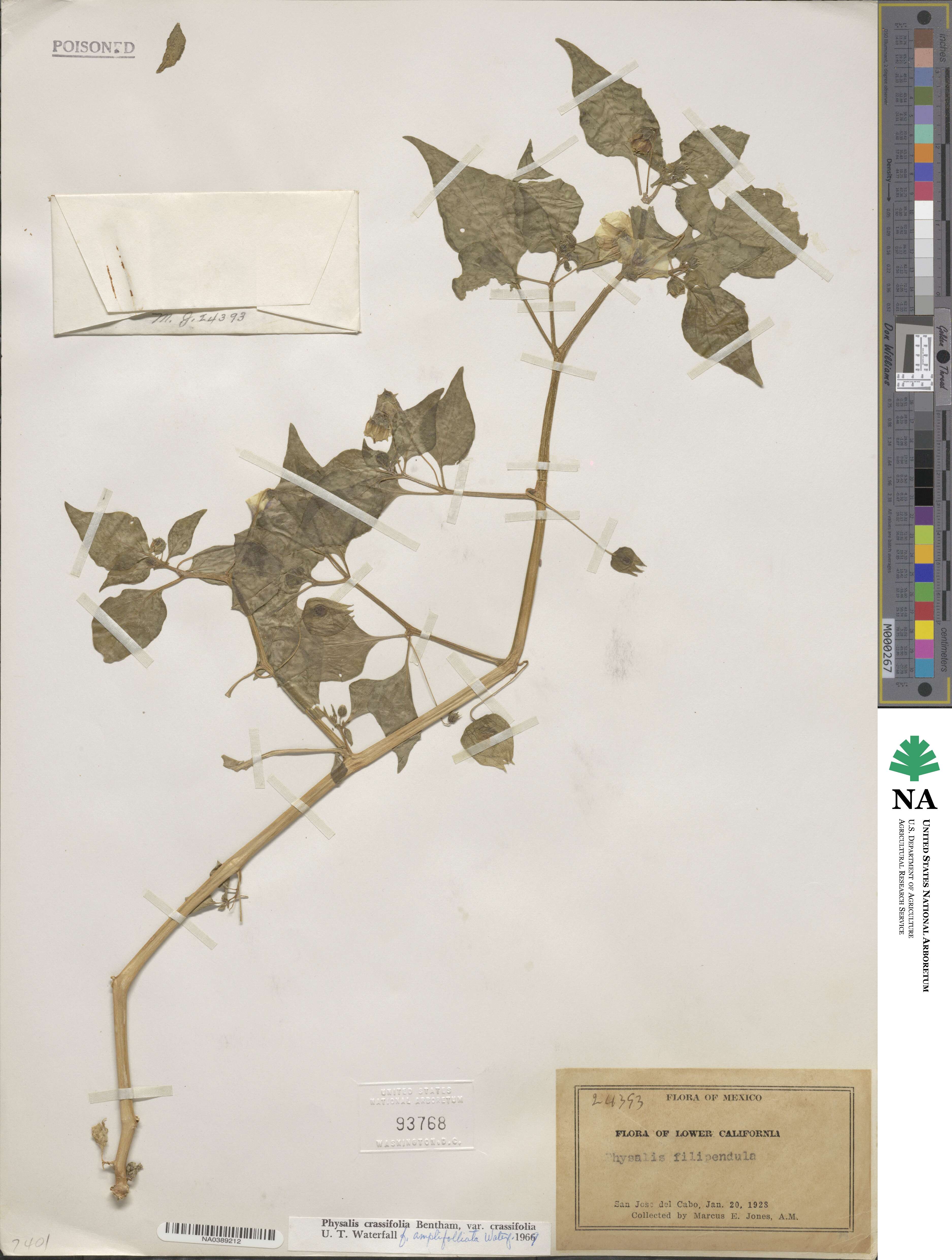 Physalis crassifolia image