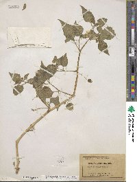 Physalis crassifolia image