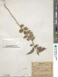 Image of Physalis arborescens