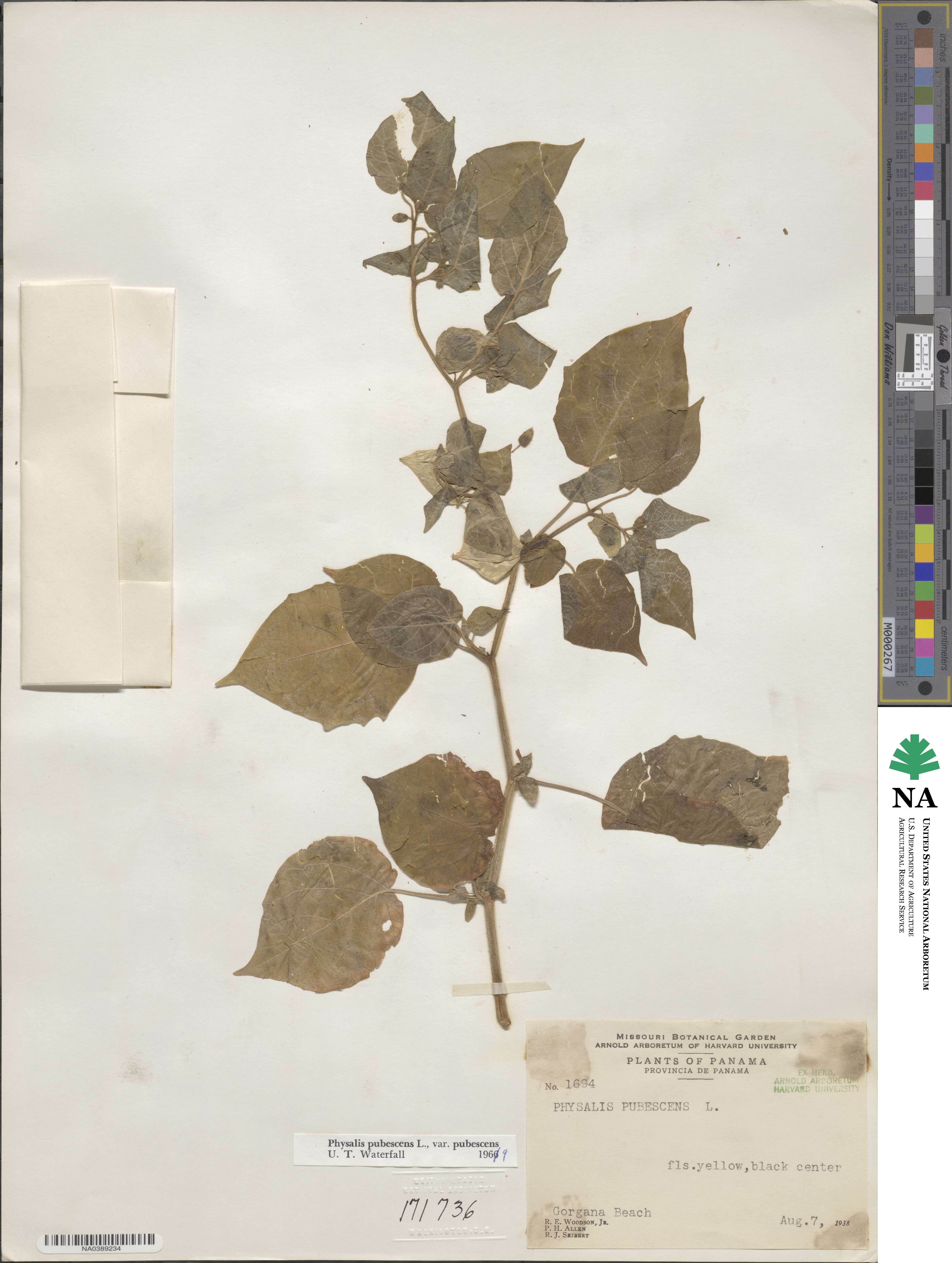 Physalis pubescens image