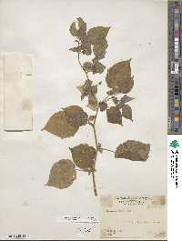 Physalis pubescens image