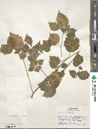 Physalis pubescens image