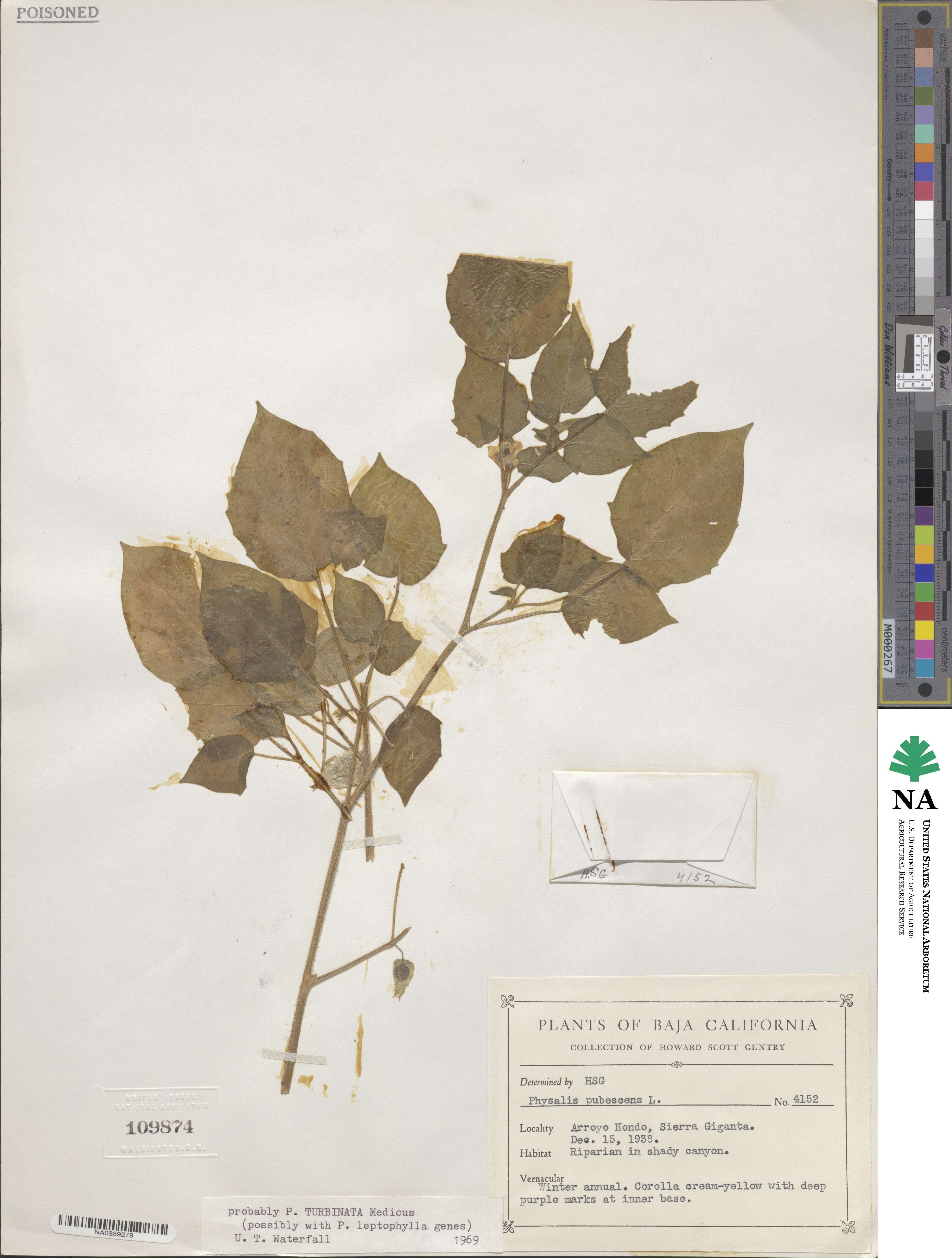 Physalis turbinata image