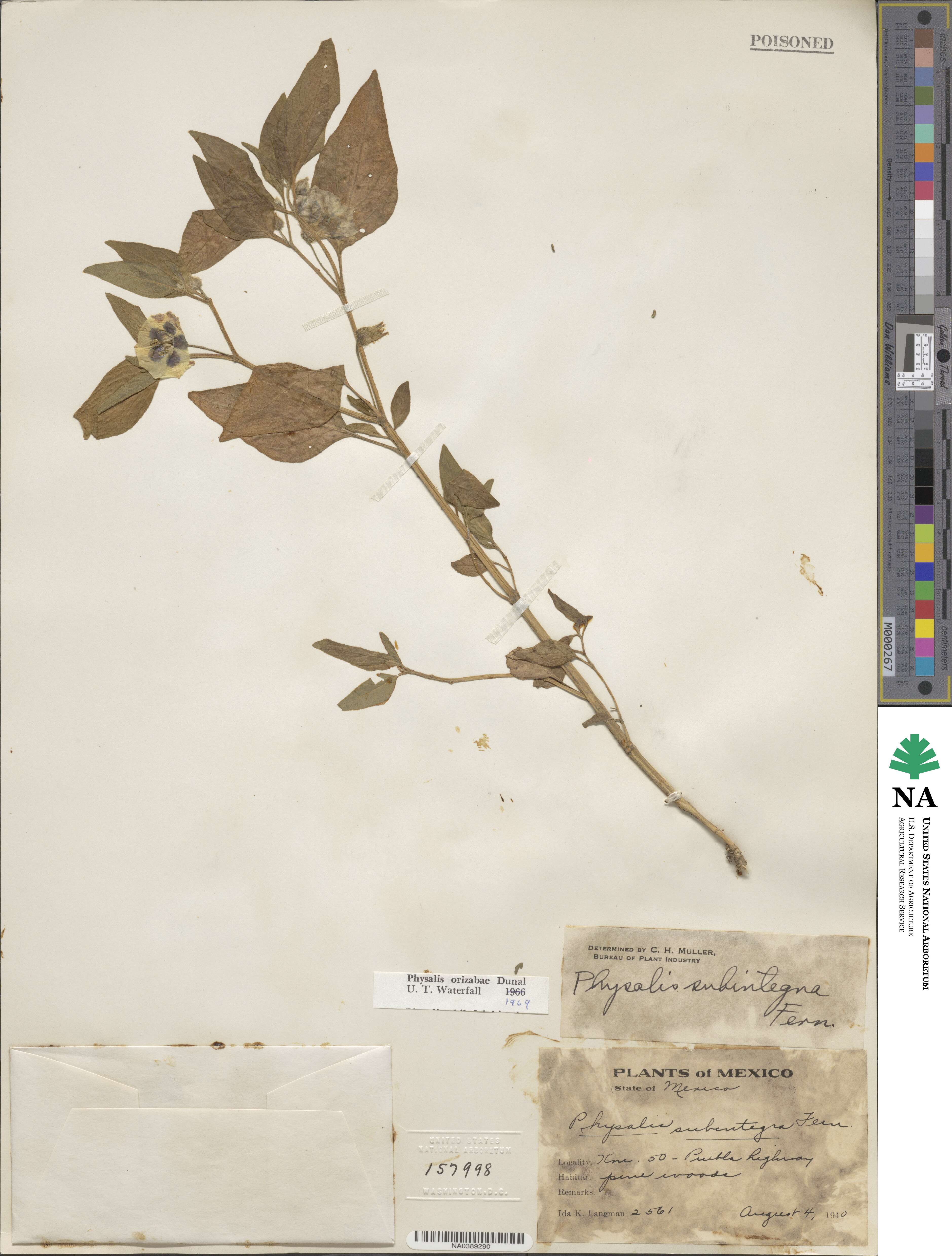 Physalis orizabae image