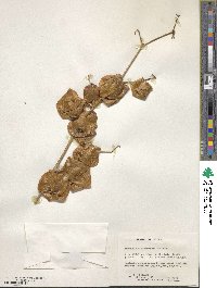 Physalis nicandroides image