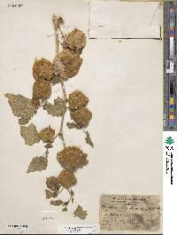 Physalis nicandroides image