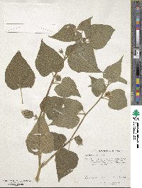 Physalis peruviana image