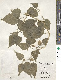 Physalis pruinosa image