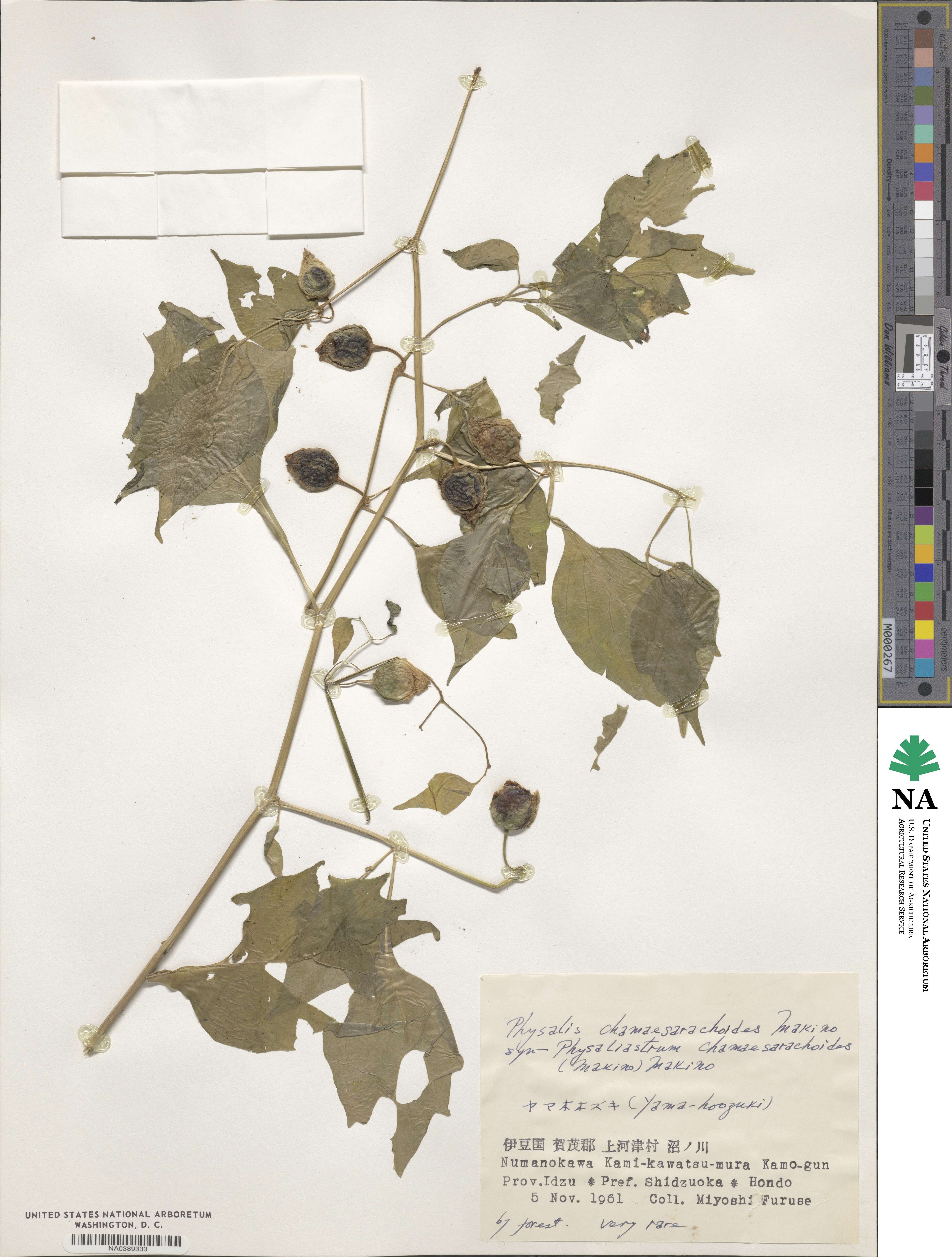 Archiphysalis chamaesarachoides image