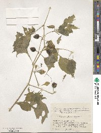 Archiphysalis chamaesarachoides image