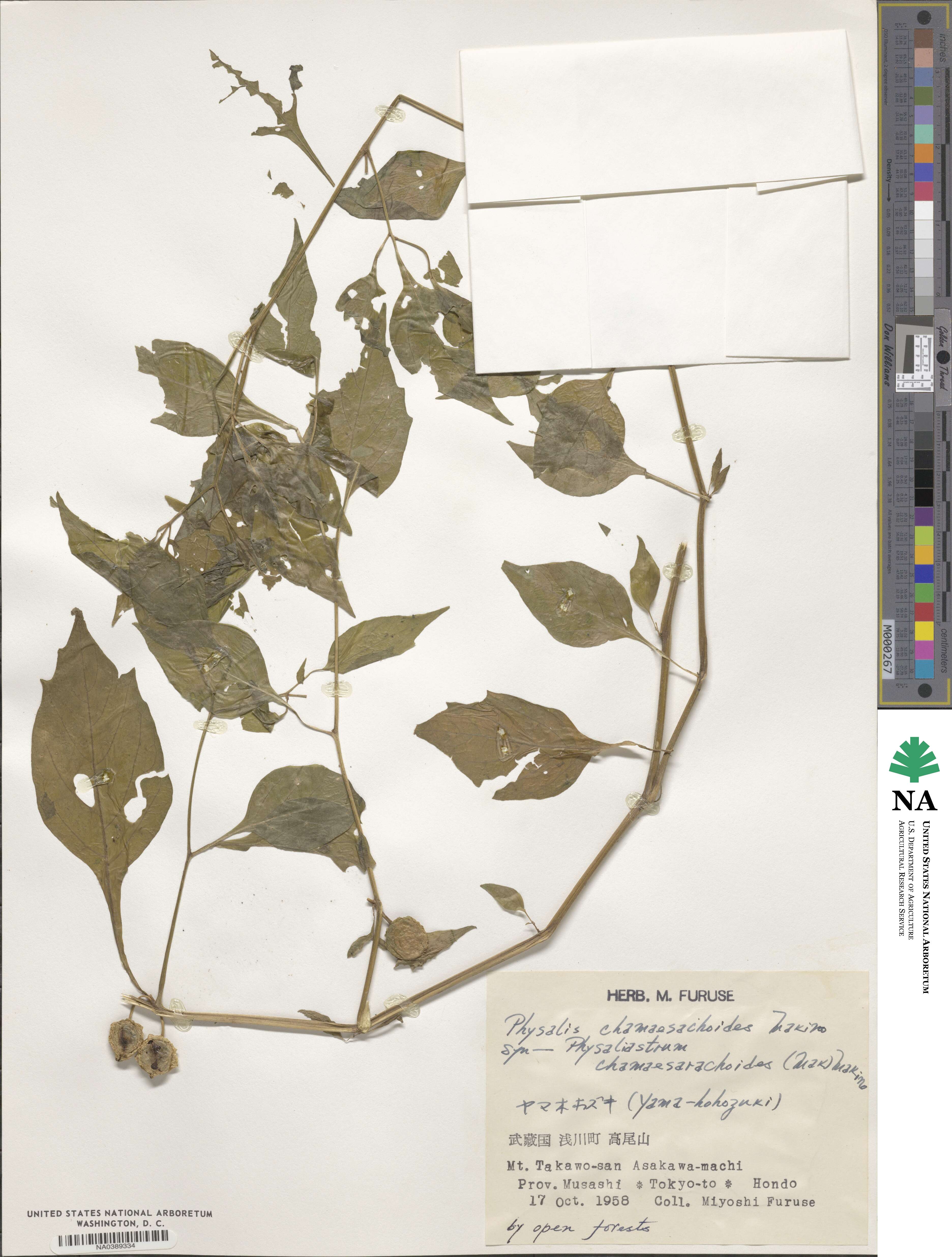 Archiphysalis chamaesarachoides image