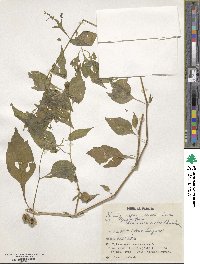 Archiphysalis chamaesarachoides image