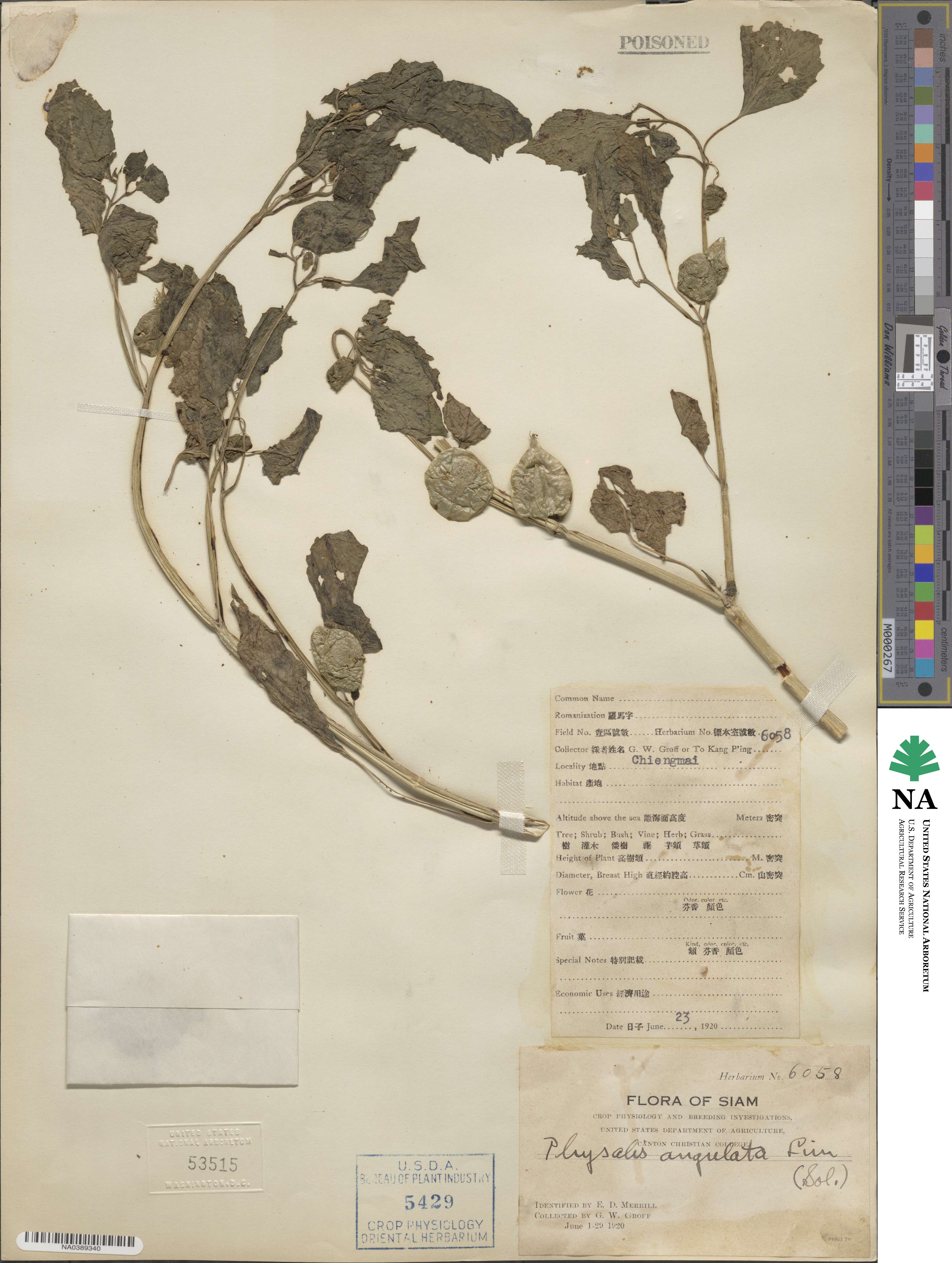 Physalis angulata image