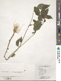 Alkekengi officinarum var. franchetii image