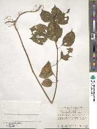 Alkekengi officinarum image