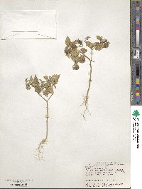 Alkekengi officinarum var. franchetii image