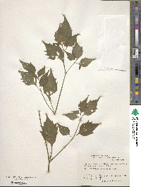 Physalis alkekengi image