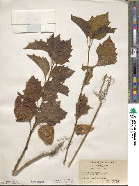 Physalis alkekengi image